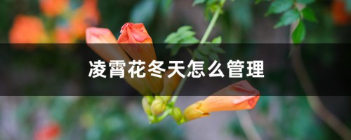 凌霄花冬天怎么管理，会落光叶子吗