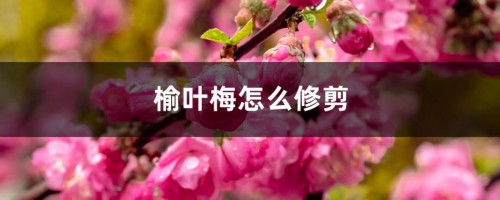 榆叶梅怎么修剪