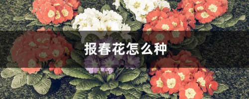 报春花怎么种