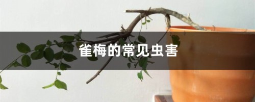 雀梅的常见虫害