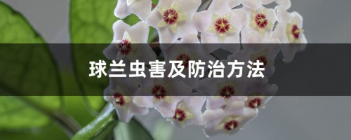 球兰虫害及防治方法