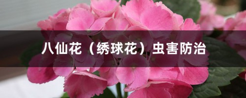 八仙花（绣球花）虫害防治