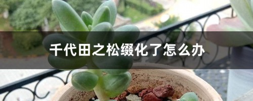 千代田之松缀化了怎么办