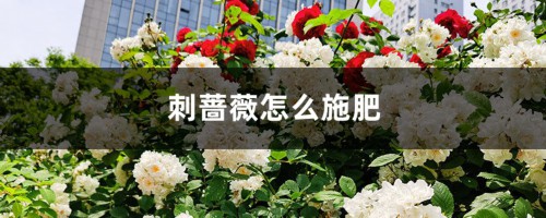 刺蔷薇怎么施肥