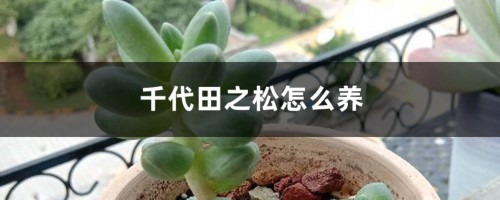 千代田之松怎么养