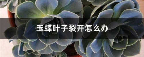 玉蝶叶子裂开怎么办