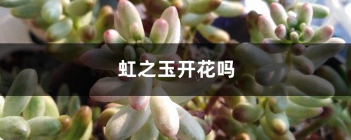 虹之玉开花吗