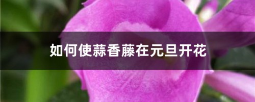 如何使蒜香藤在元旦开花