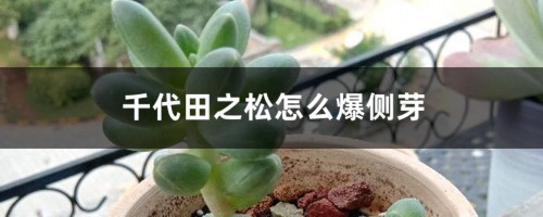 千代田之松怎么爆侧芽？这样处理没烦恼！