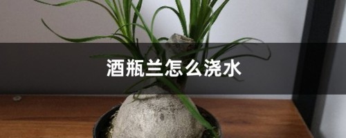 酒瓶兰怎么浇水