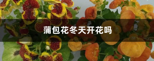 蒲包花冬天开花吗