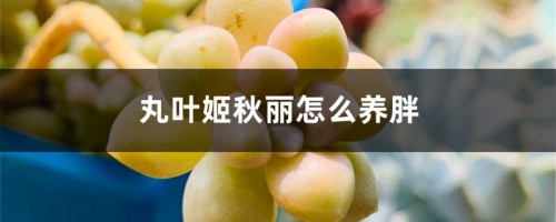 丸叶姬秋丽怎么养胖