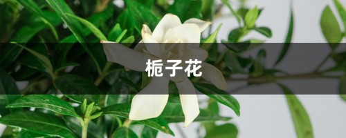 他剪了根栀子花，塞到矿泉水瓶里，7天就长出白花花的根！