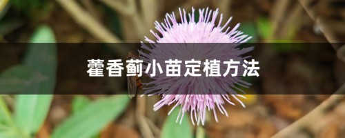 藿香蓟小苗定植方法