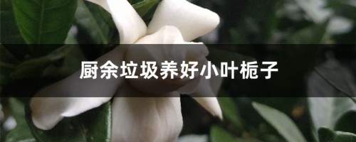 厨余垃圾养好小叶栀子