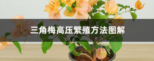 三角梅高压繁殖方法图解