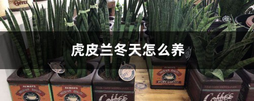 虎皮兰冬天怎么养