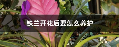 铁兰开花后要怎么养护