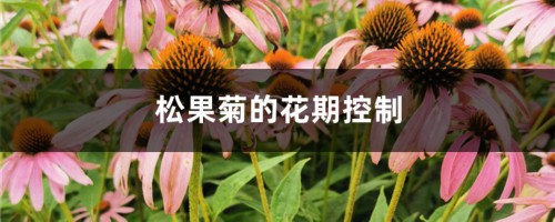 松果菊的花期控制