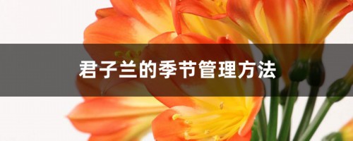 君子兰的季节管理方法