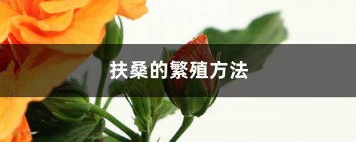 扶桑的繁殖方法