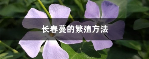 长春蔓的繁殖方法