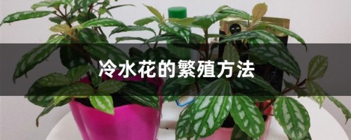 冷水花的繁殖方法