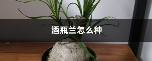 酒瓶兰怎么种