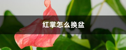 红掌怎么换盆