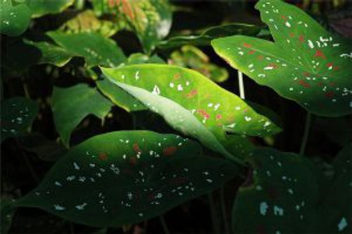 五彩芋(彩叶芋)病害防治方法