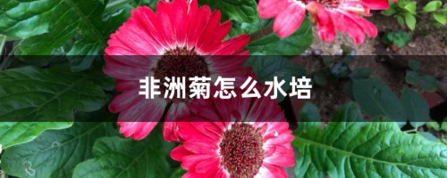 非洲菊怎么水培