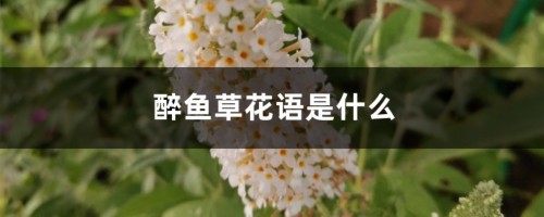 醉鱼草花语是什么