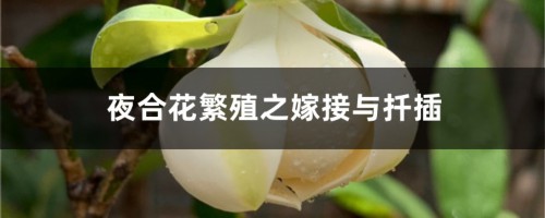 夜合花