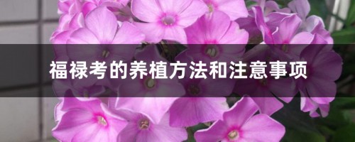 福禄考的养植方法和注意事项