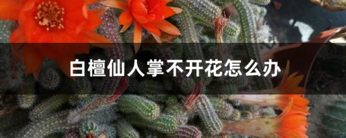 白檀仙人掌不开花怎么办